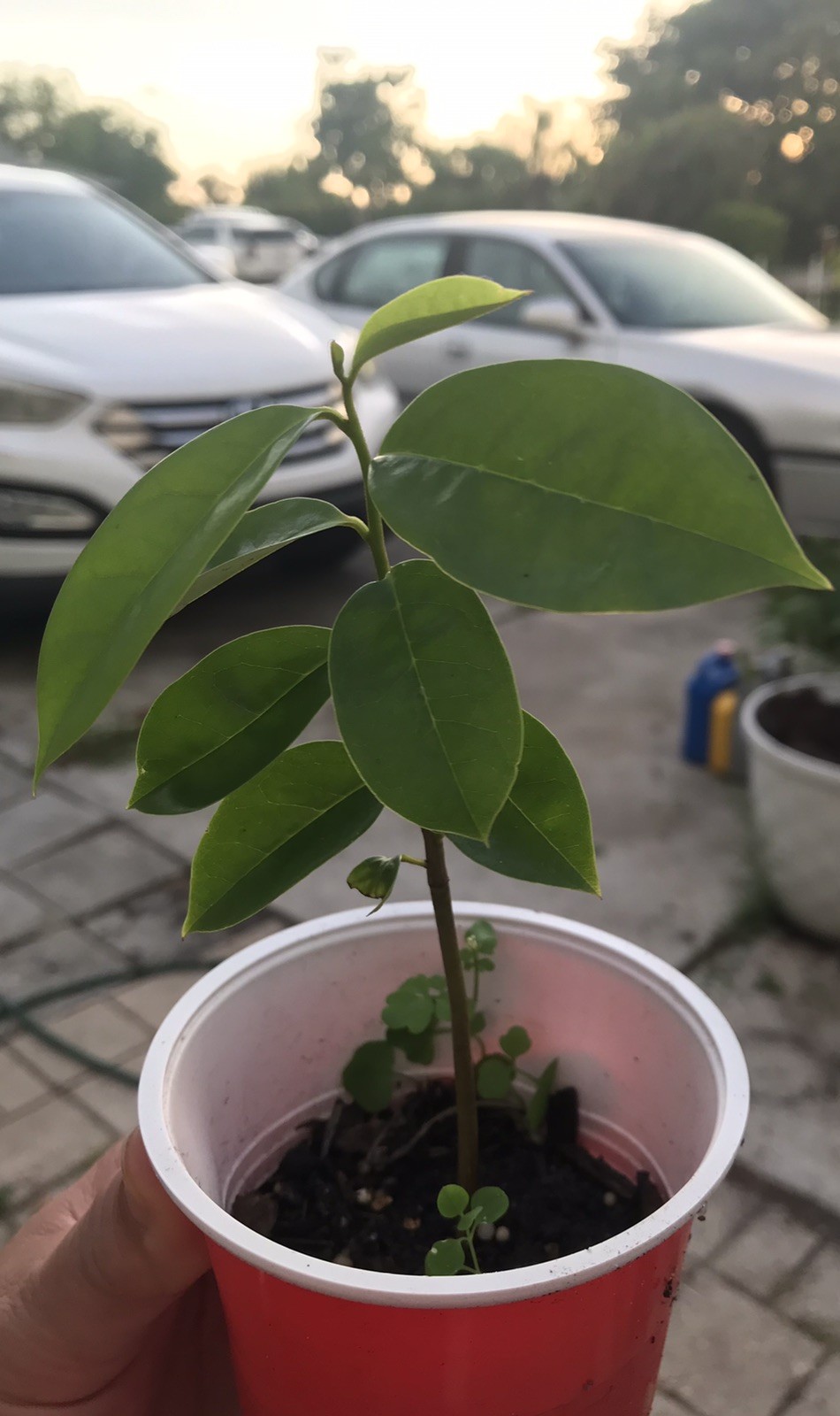 4”- 9” Annona Muricata Graviola Soursop Guanabana Potted Starter PLANT Tropical