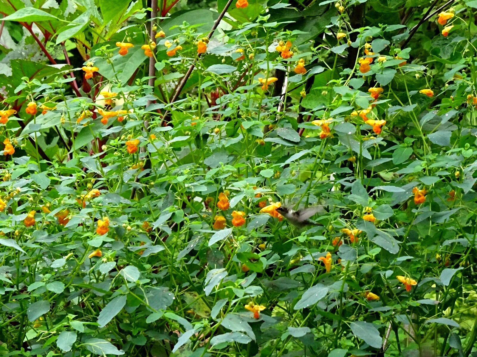 Jewelweed Impatiens Capensis TouchMeNot 40 seeds from 2023 Organic Hummingbirds