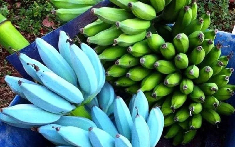 ICE CREAM (BLUE JAVA)Live Musa Banana Tree-WELL ROOTED STARTER PLANT