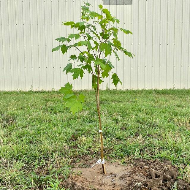 Sugar Maple Tree – 18-28″ Tall – Live Potted Plant – Gallon Pot – Acer saccharum