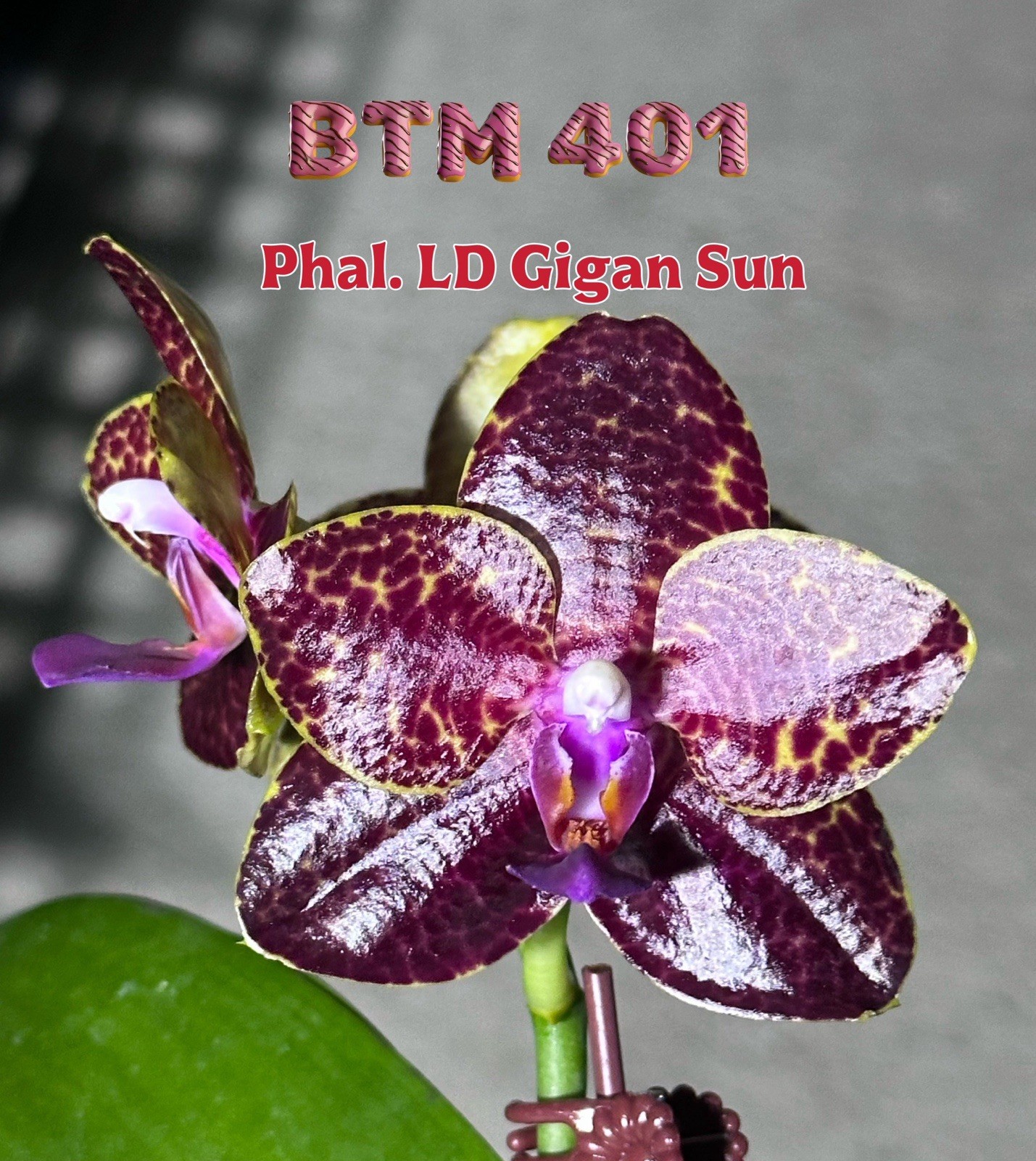 Phalaenopsis LD Gigan Sun
