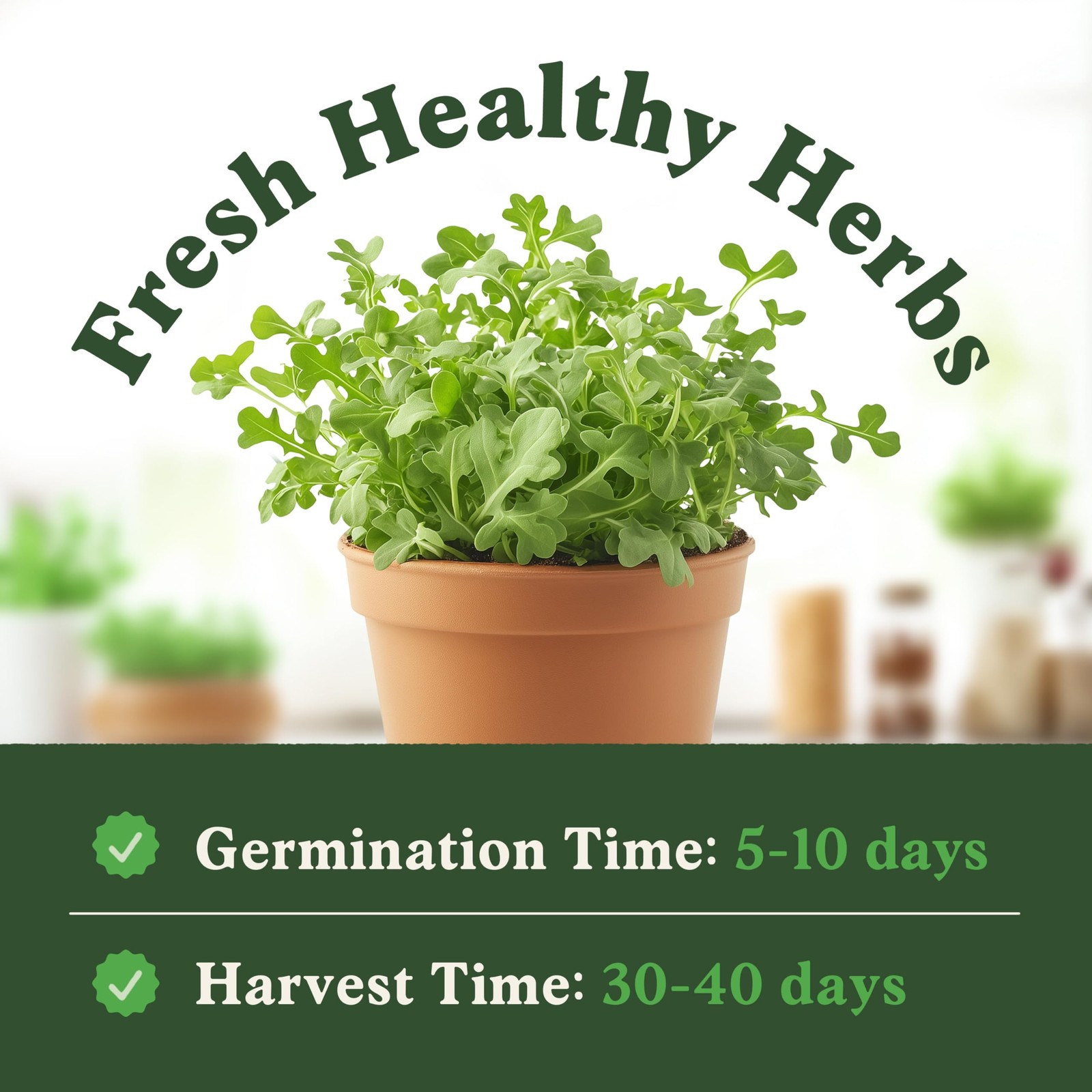 Seedboy Organic Arugula ‘Slow Bolt’ Seeds for Planting Indoor and Outdoor, No…