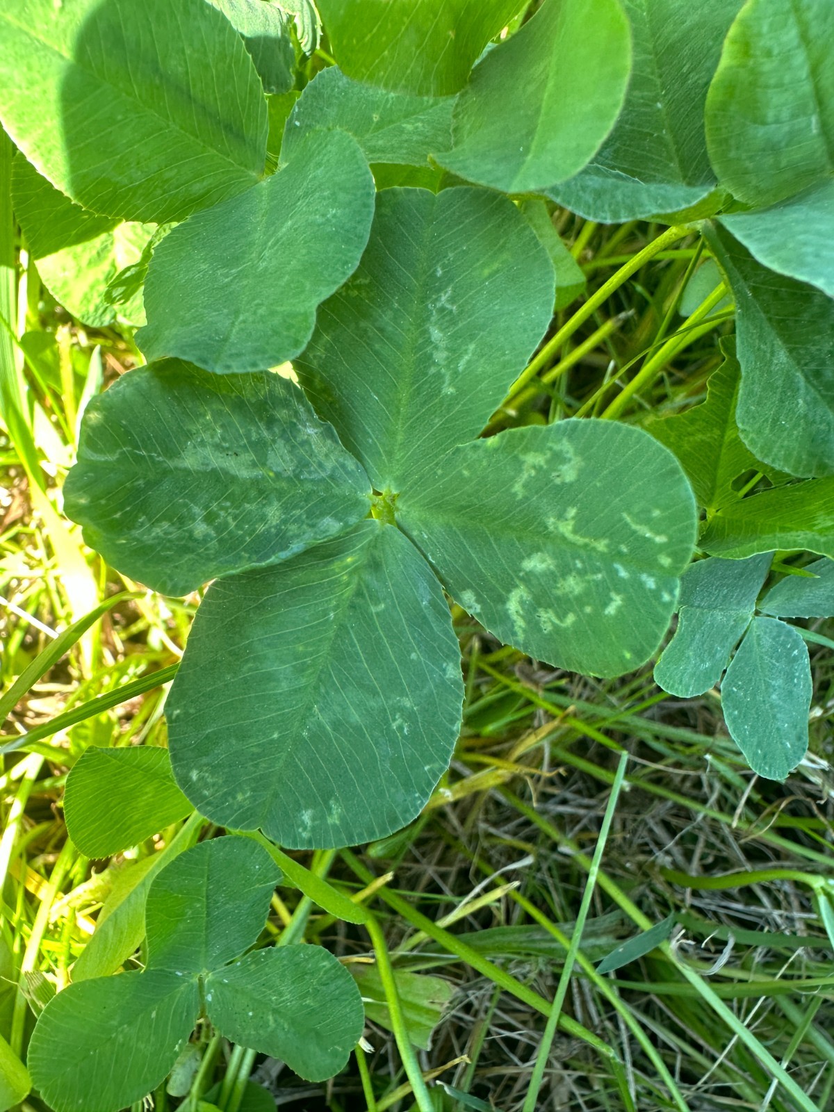 $4.99 shipped to you RARE REAL 4 Leaf Clover 🍀 Hand picked from WAYNESVILLE OH