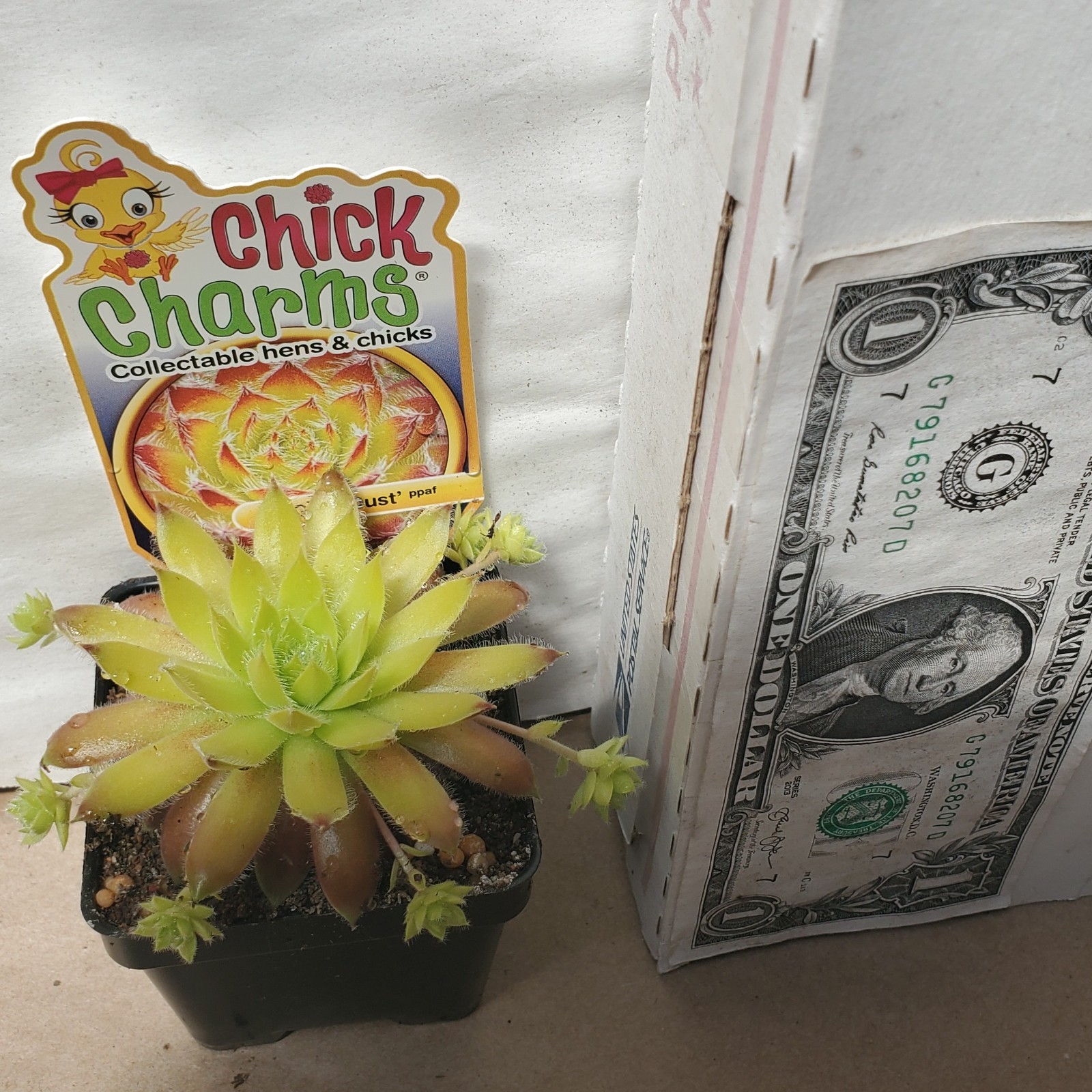 sun sempervivum GOLD DUST new changing hen & chicks 2″ pot = 1 Live Potted Plant