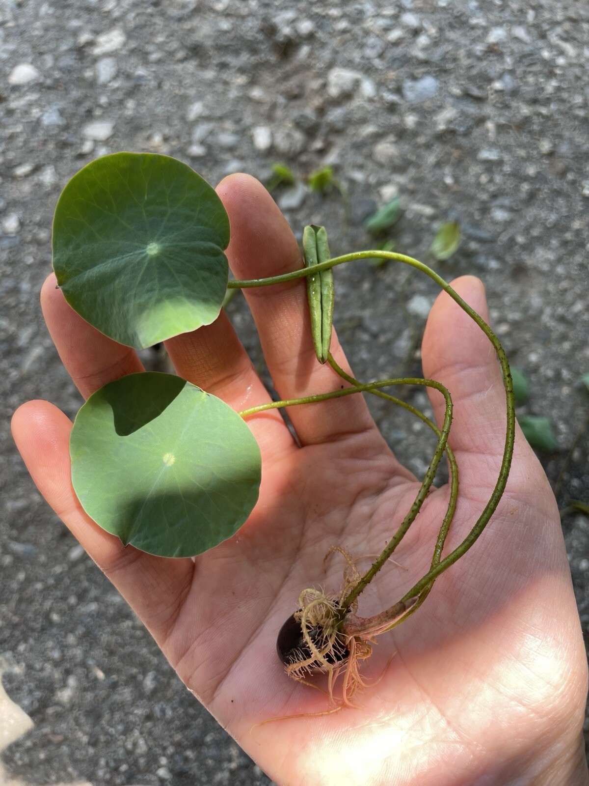 3Pcs Lotus Seedlings-Ready for Potting-Exotic Water Lily Aquatic Plant