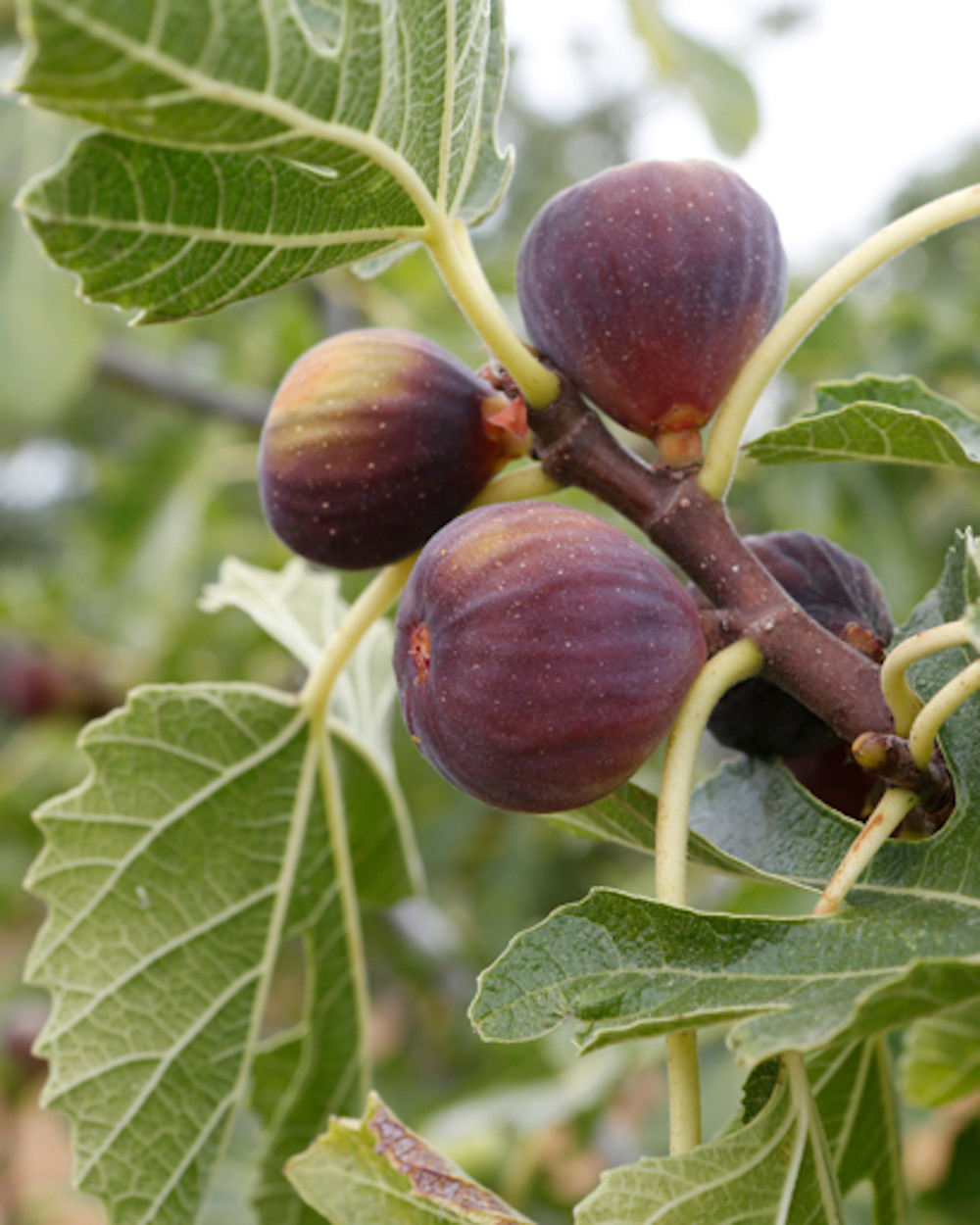 1 Celeste Fig Tree Starter Plug (Honey/Sugar Fig) – Ficus carica