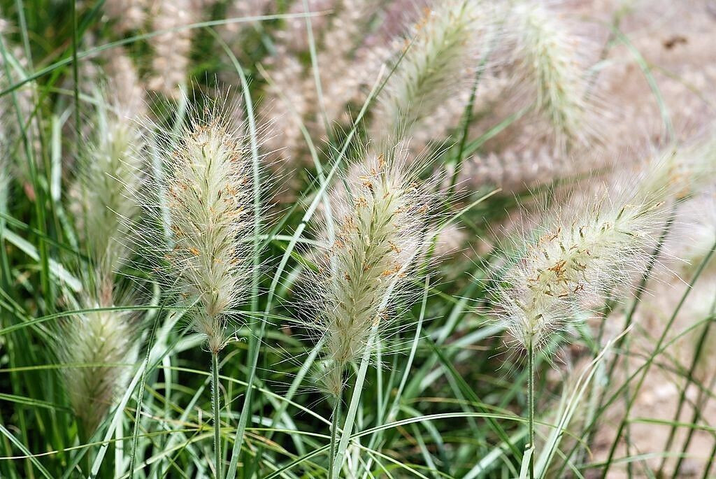 60 Fountain Grass Seeds Pennisetum Alopecuroides~Brooklyn Botanical Gardens Club