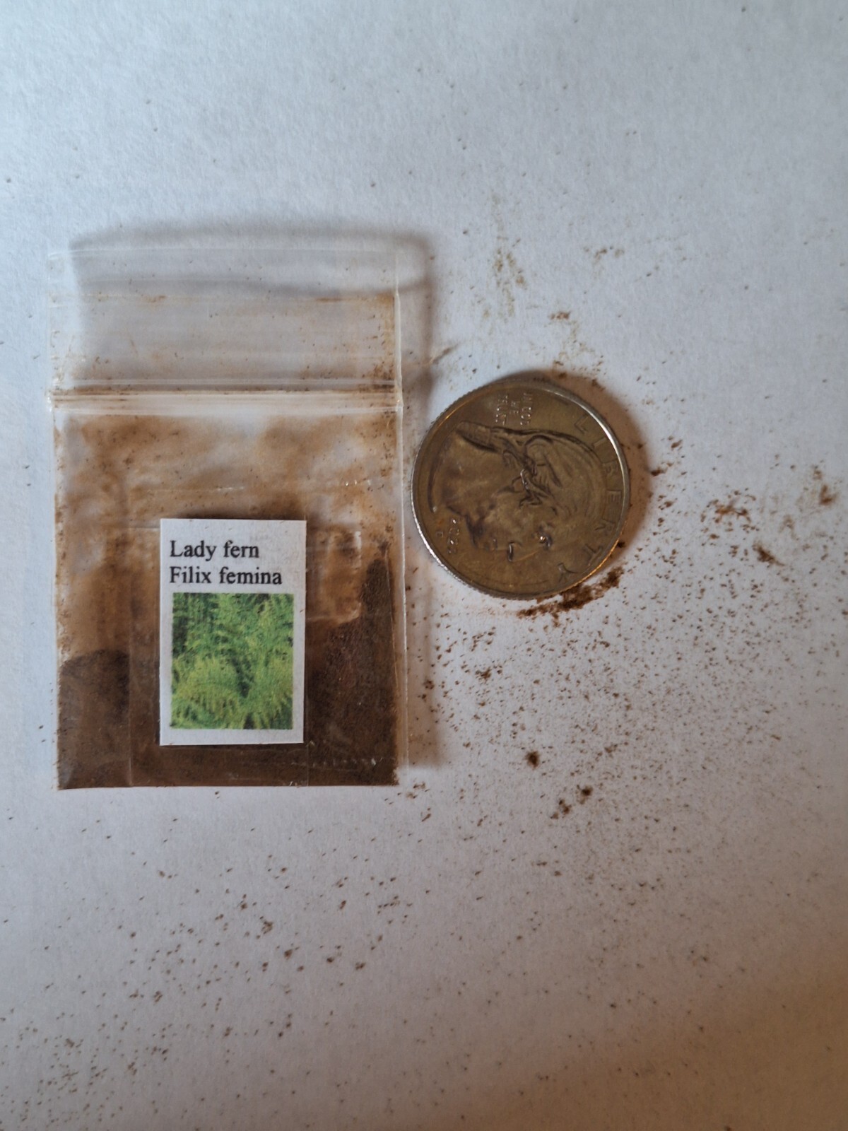 WESTERN SWARD FERN, 2020 SPORES, (SEEDS)*, LARGE 3’X3’+, VERY HARDY TO -4 F.