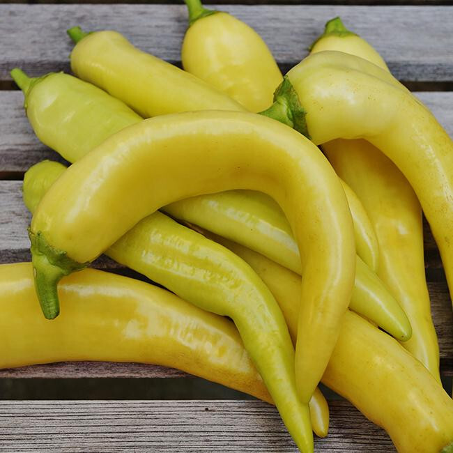 75 Jumbo Sweet Banana Pepper Seeds! – Free Shipping – Mild And Flavorful