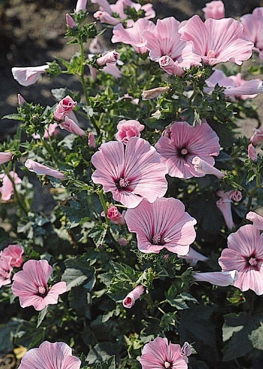 ROSE MALLOW ‘Hibiscus moscheutos’ LIVE PLANT 20+ INCHES