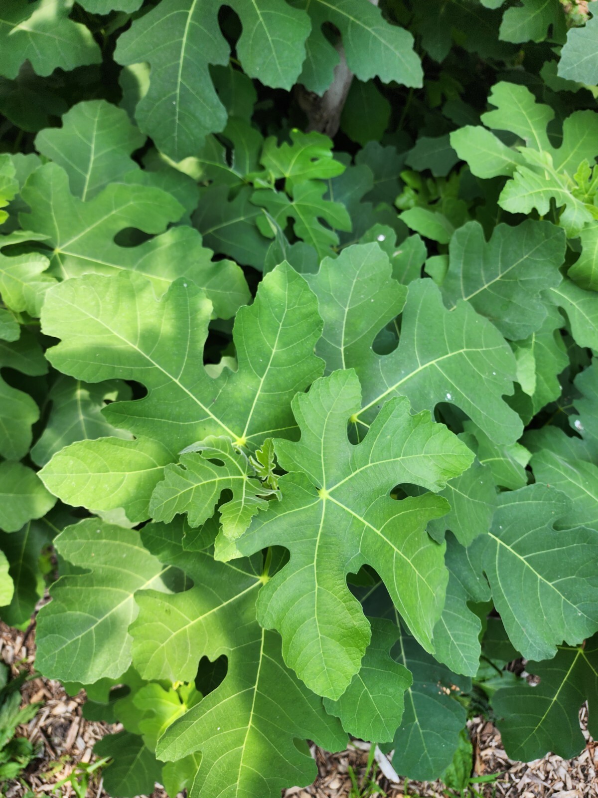 Smith Fig – 2 Cuttings – PLUS WILLOW WATER FOR ROOTING!! – Free Shipping