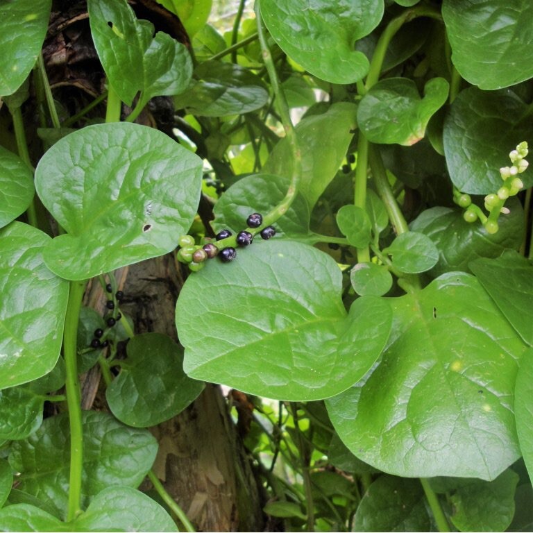 Malabar Spinach Seeds – Green Vines Toi Xanh Hạt Giống Mồng Tơi 1oz 800 Seeds