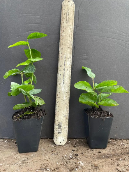Arabian Jasmine Plant – 6-10″ Tall – 3.5″ Pot – Fragrant White Flowering Plant