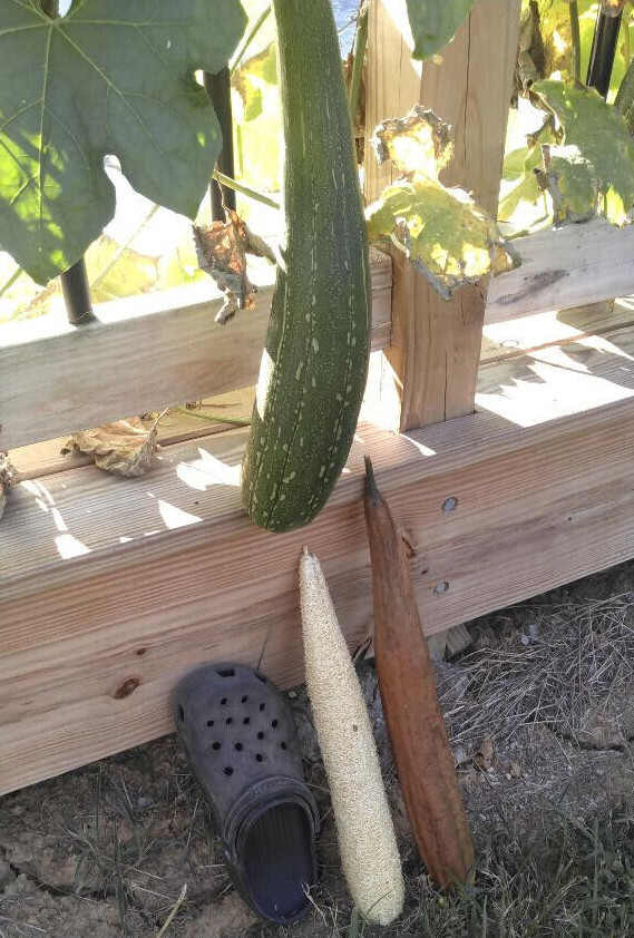 BULK PRICE FREE SHIPPING USA 100%Organic Natural Loofah Sponge Seeds Luffa Gourd