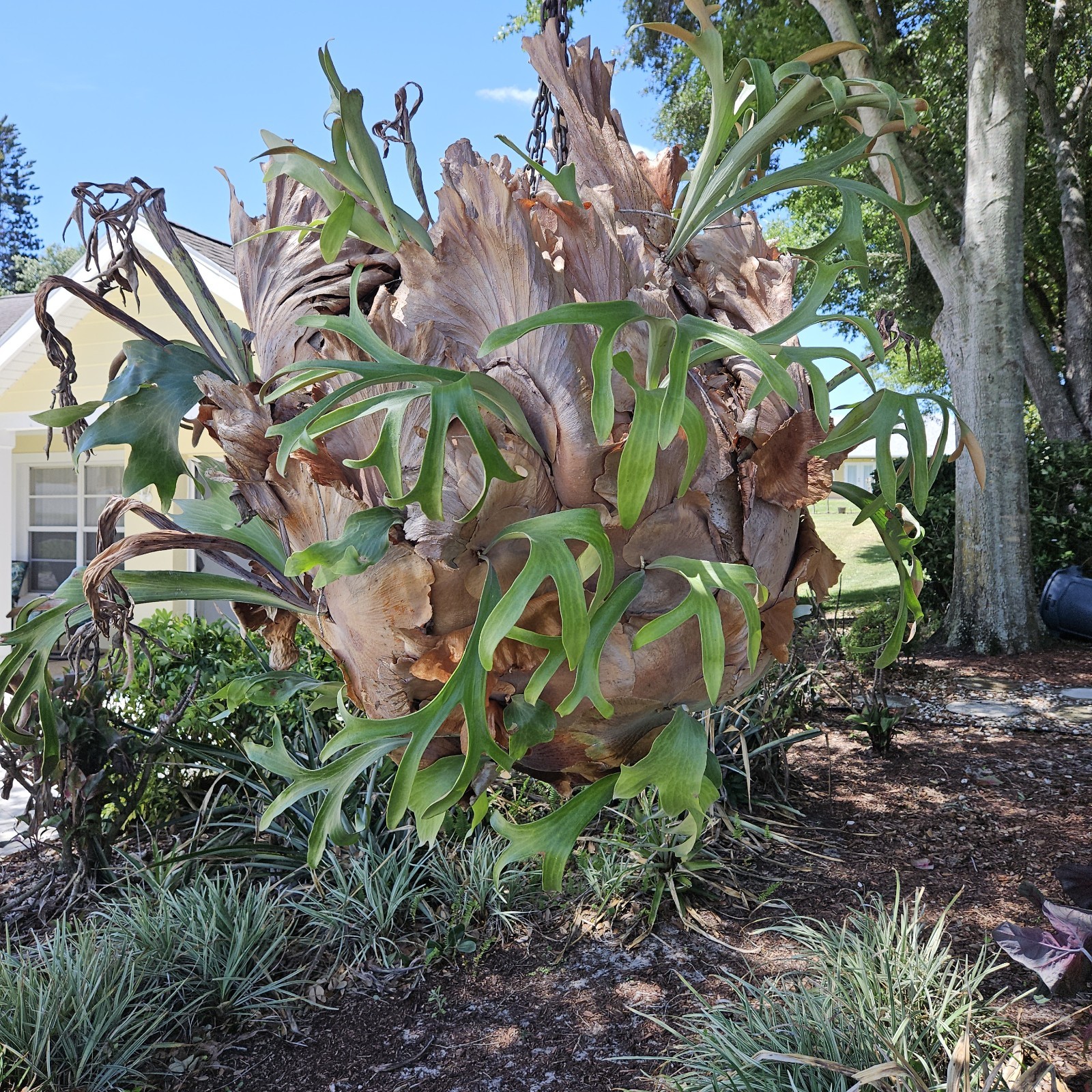 STAGHORN FERN, LARGE PLANT. OVER 20 YEARS OLD, LOCAL PICKUP ONLY.