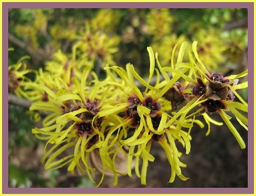 Witch Hazel, Hamamelis virginiana, Tree Seeds
