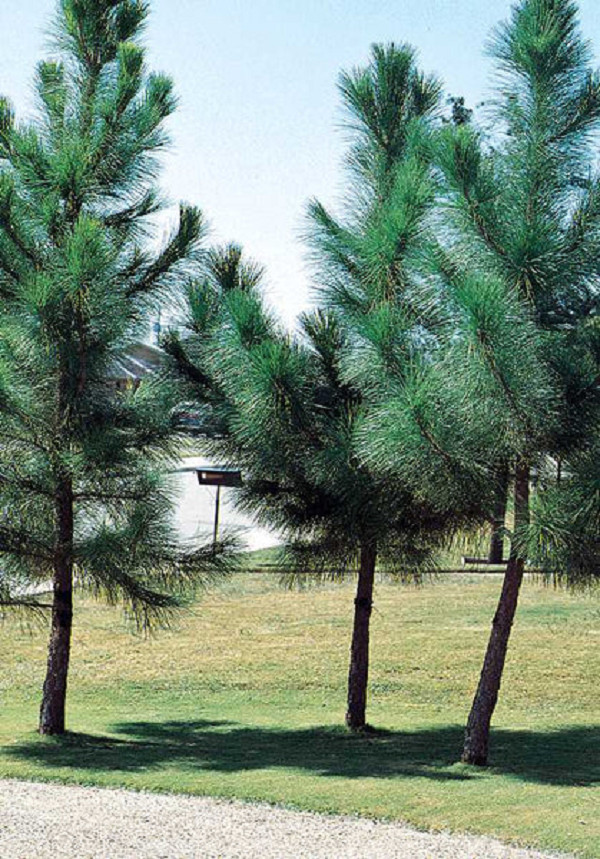 Loblolly Pine live plant well rooted new stock up to 2 ft tall plant