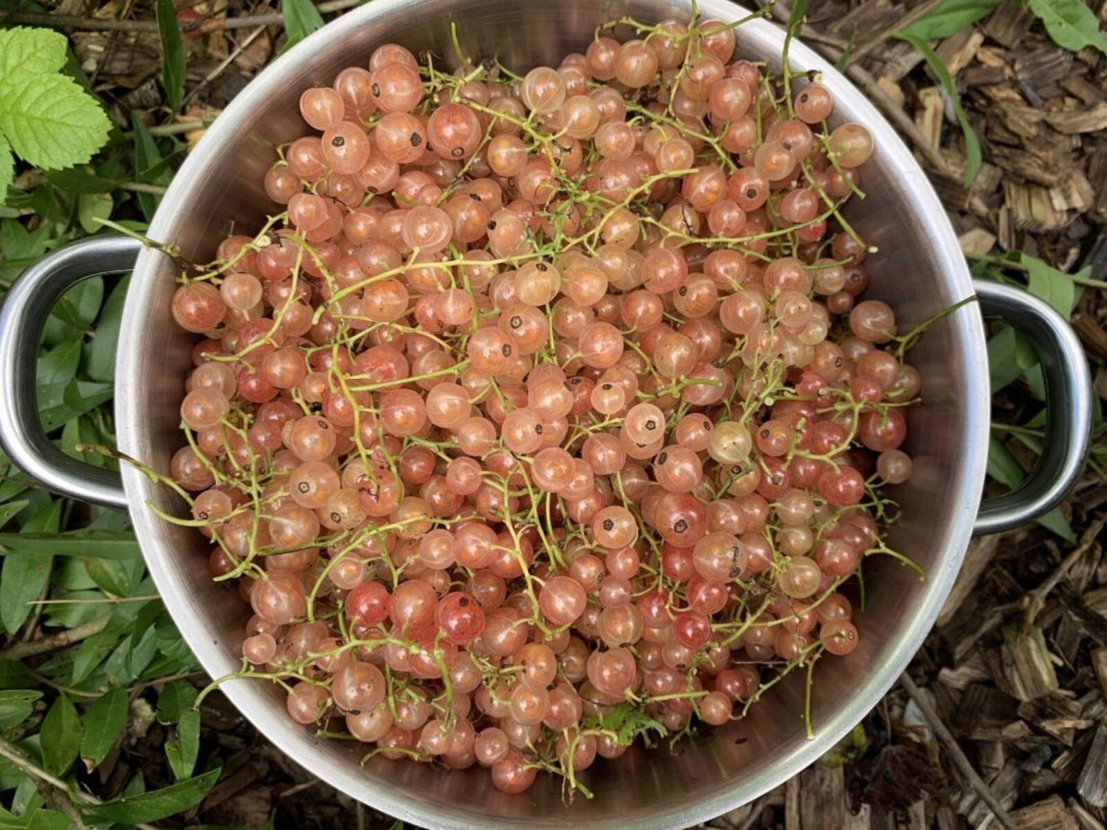 12-18″ tall Gloire de Sablons Pink Currant Rooted Cutting dormant plant