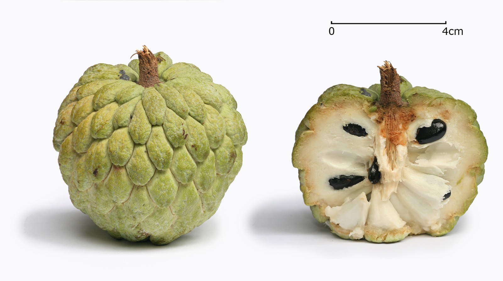 Annona squamosa Sugar Apple 10 seeds