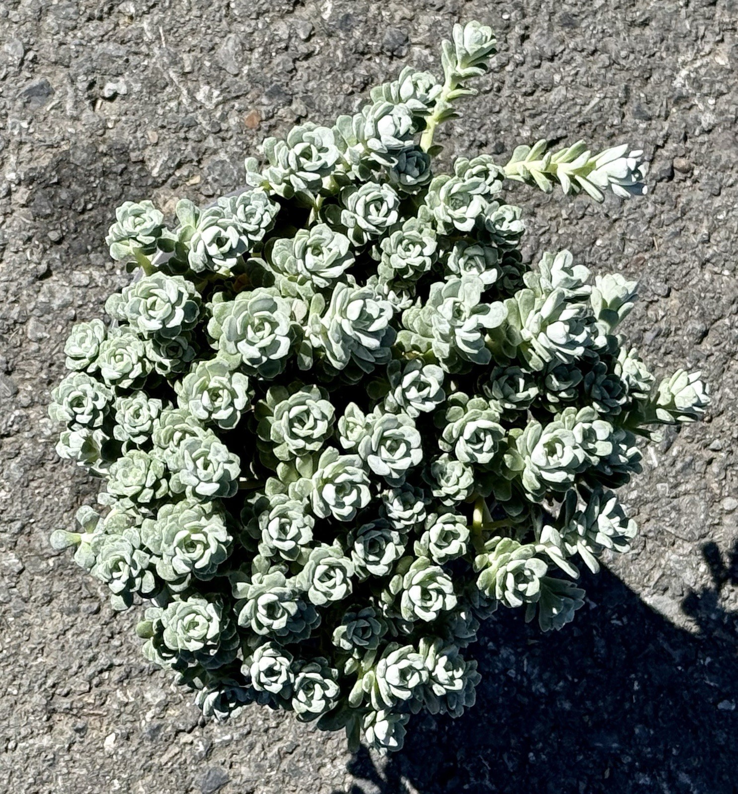4” Sedum spathulifolium Cape Blanco Stonecrop Plant – Mini Rosette Ground Cover