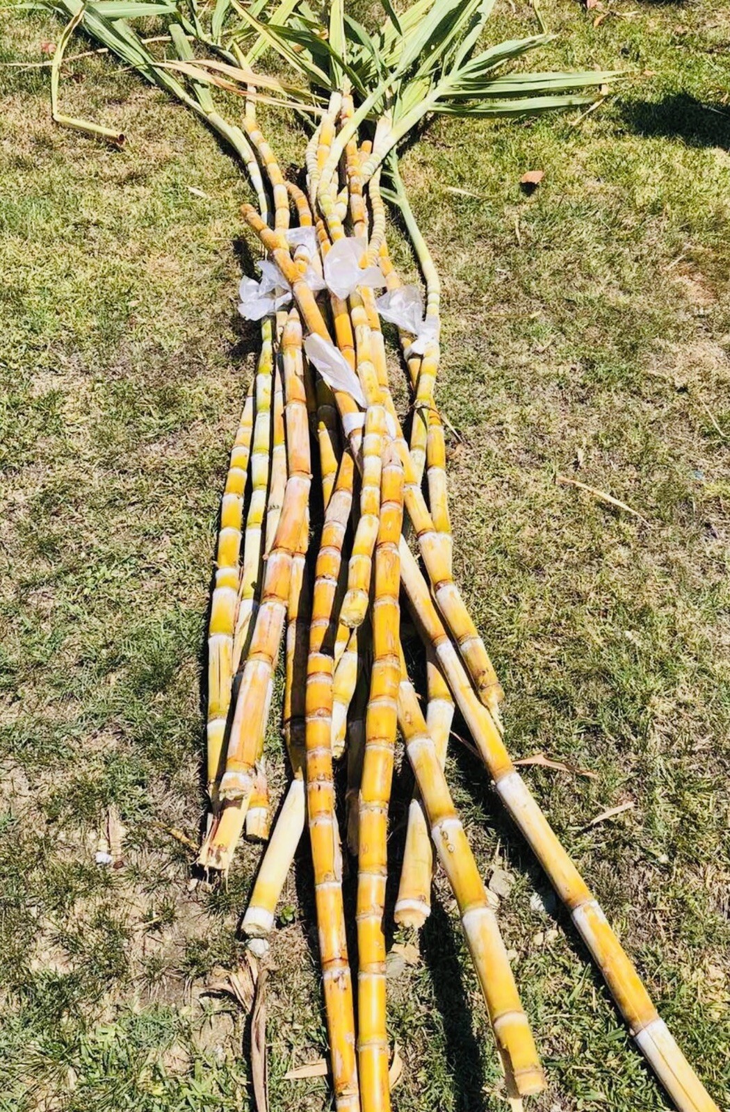 4 FRESH CUT SUGAR CANE STICKS GREEN OR PURPLE NON GMO FREE SHIPPING