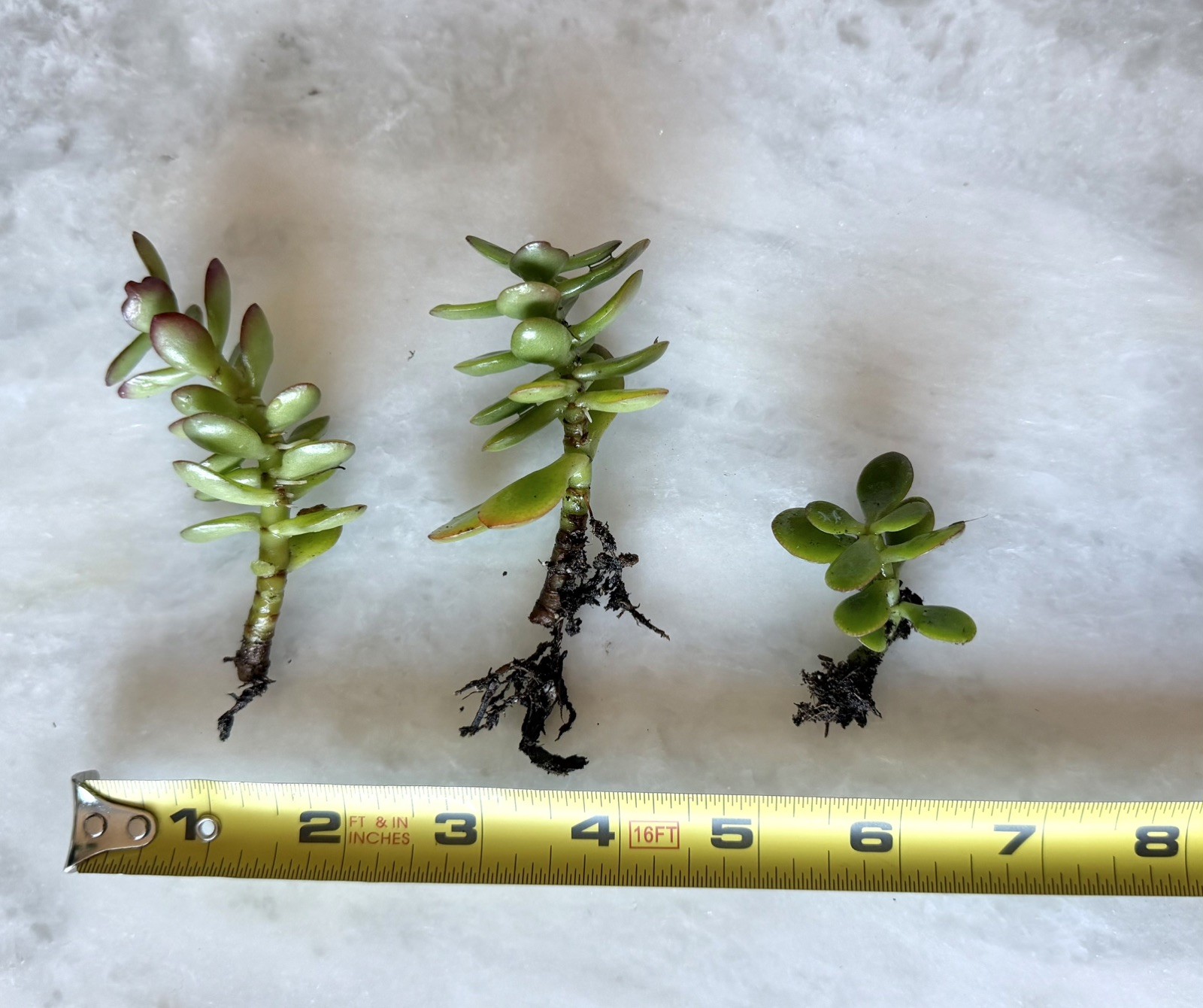 Crassulla BABY jade rooted cuttings 3 pack plants roots dark green mini small
