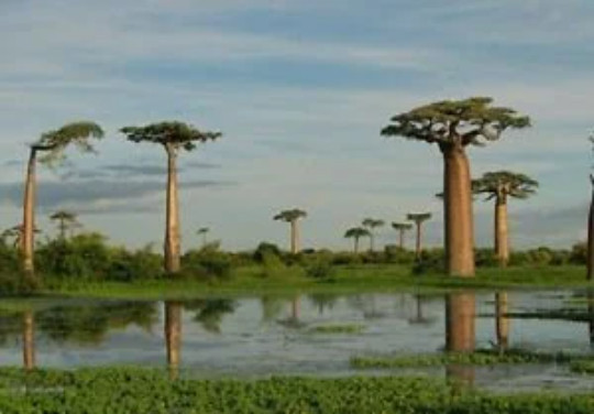 5 Baobab Tree Seeds to Grow Highly Prized Baobab Tree