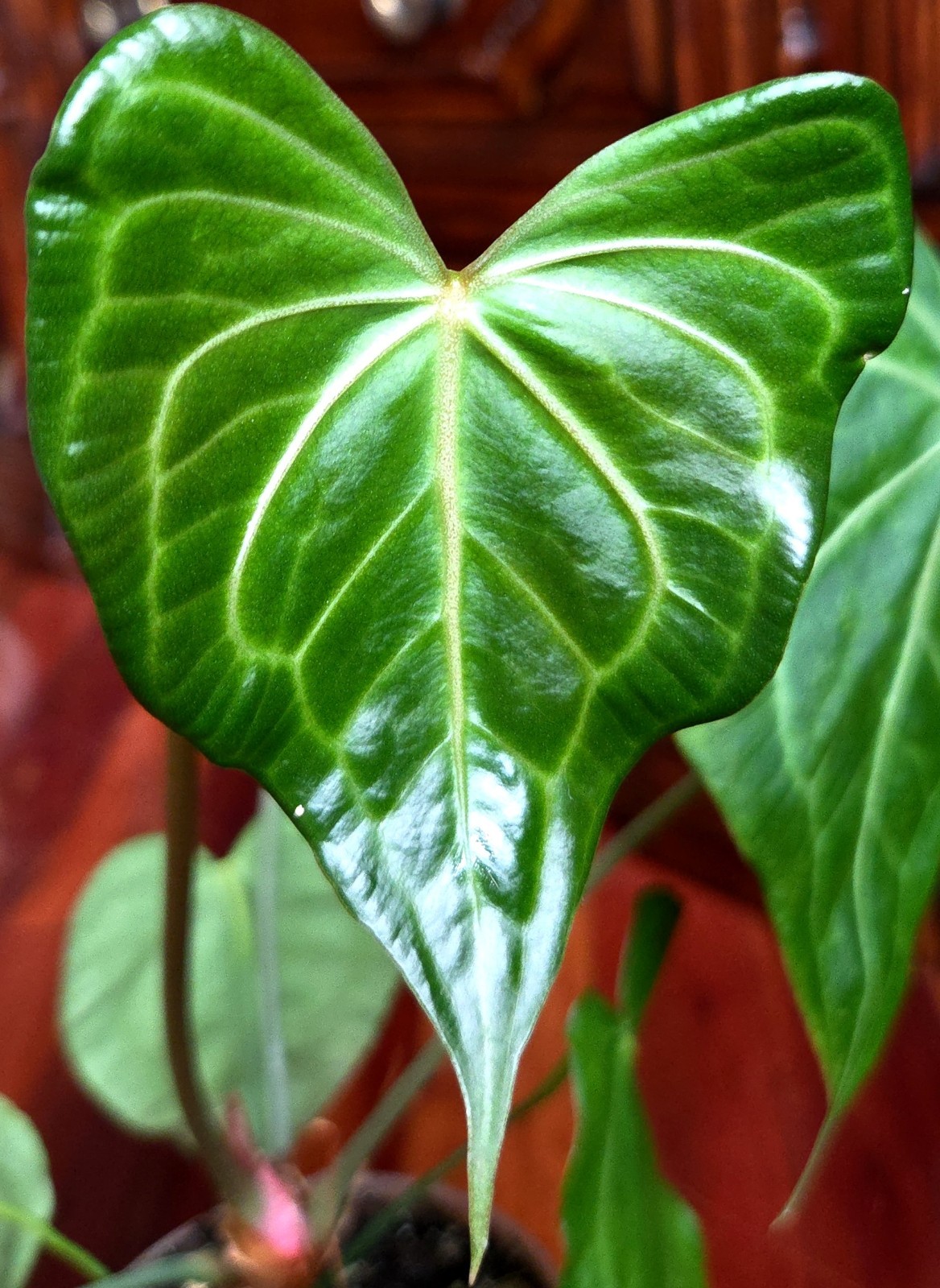 Rare Anthurium Clarinervium X Pedatoradiatum 20″ Tall Not Philodendron Monstera