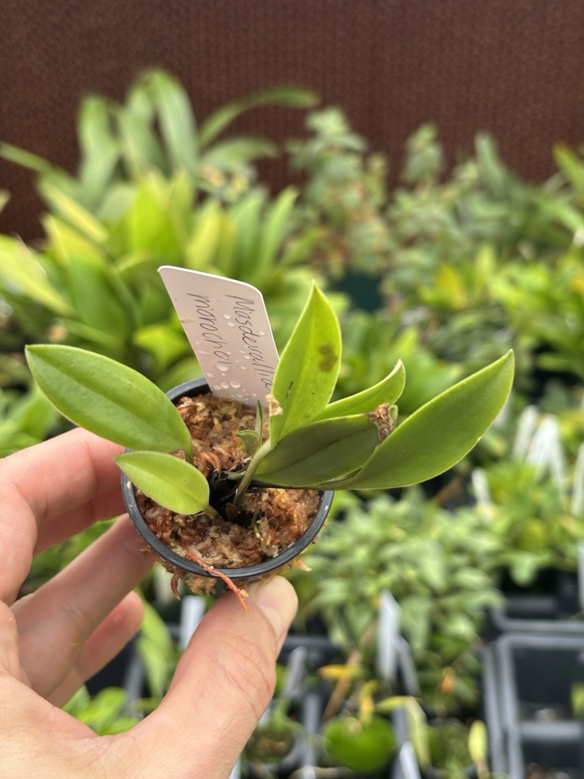 Masdevallia morochoi Miniature Orchid Species Bloom Size
