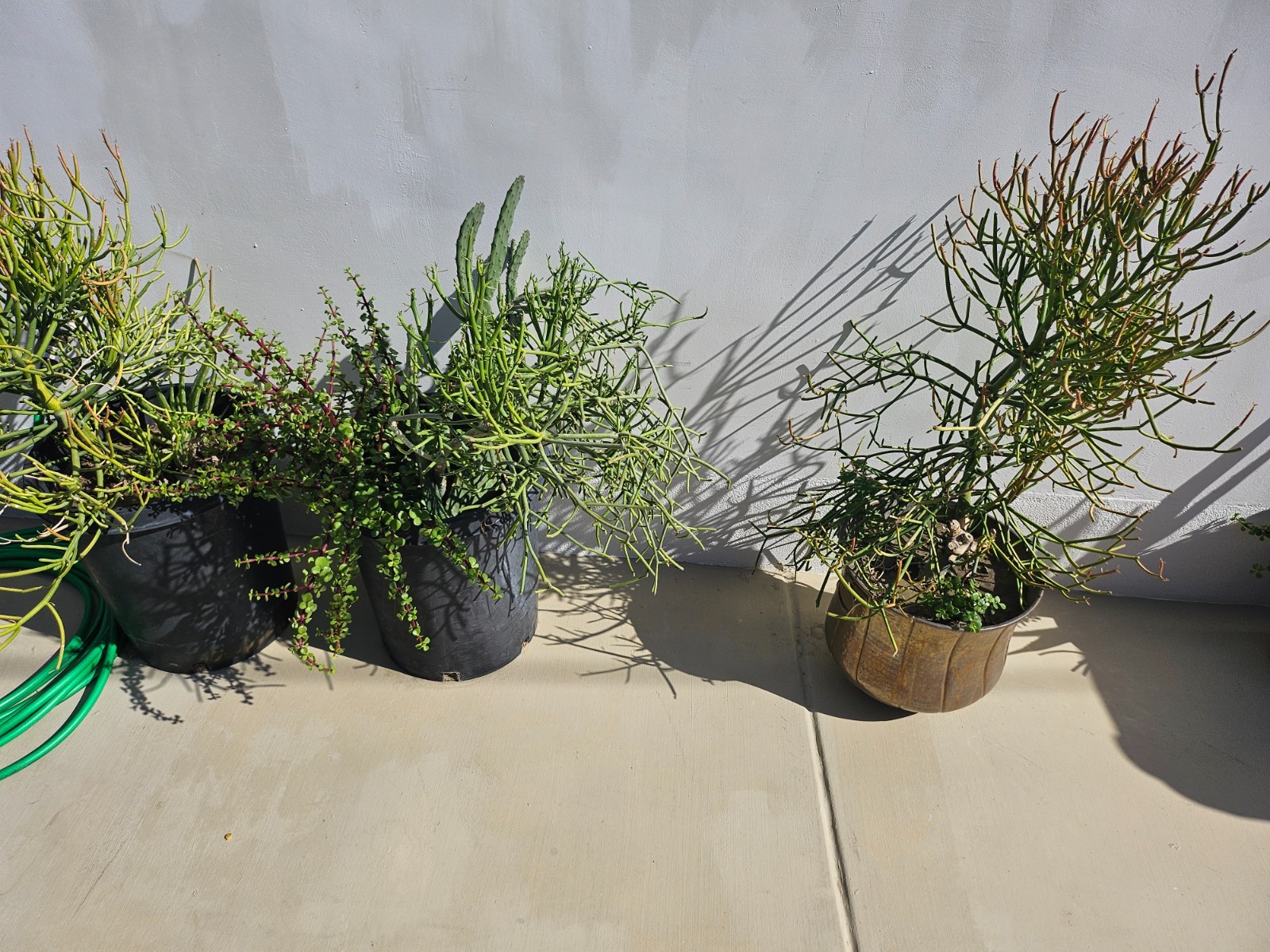 Cactus / Succulents / Agave / Firesticks / Pencils Sticks / Fox Tail!!