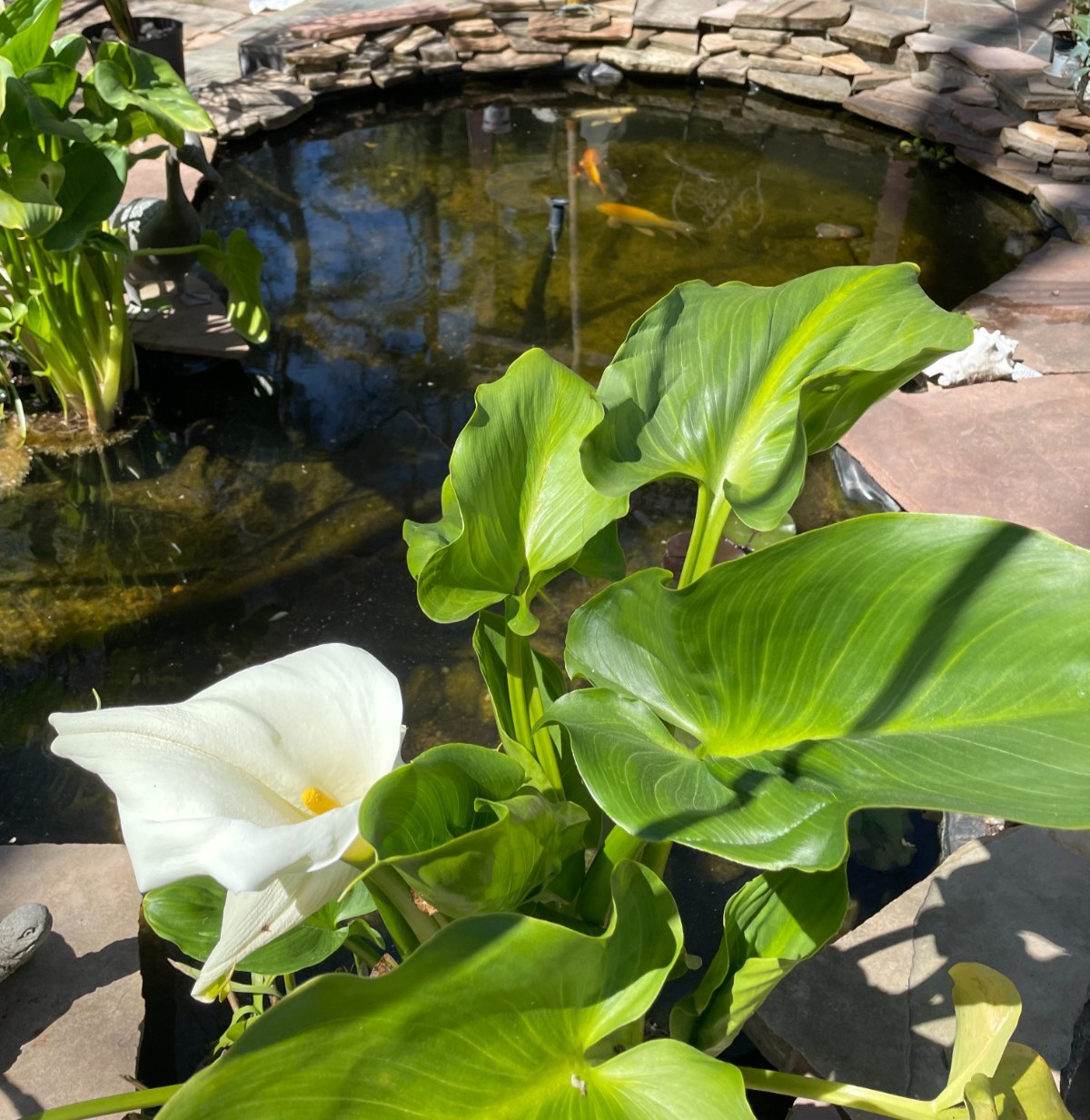 Beautiful Pond, Bog, Water Plant White Calla Lily Flowering Flowers 1 plant