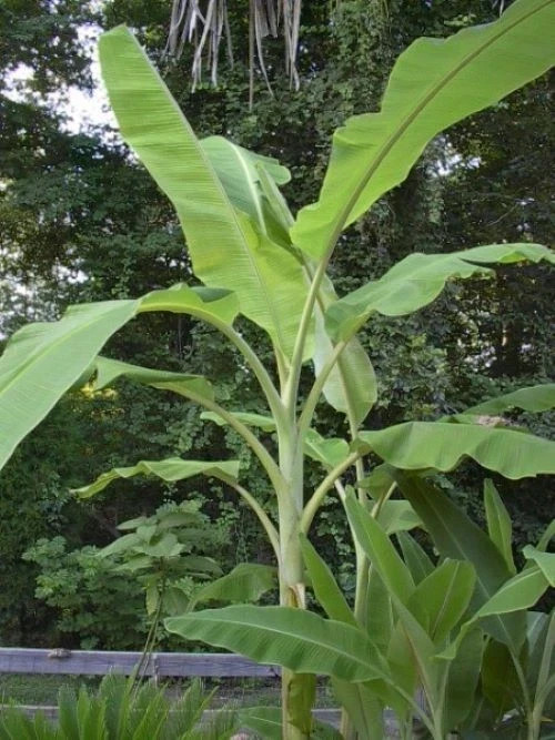 ICE CREAM (BLUE JAVA)Live Musa Banana Tree-WELL ROOTED STARTER PLANT