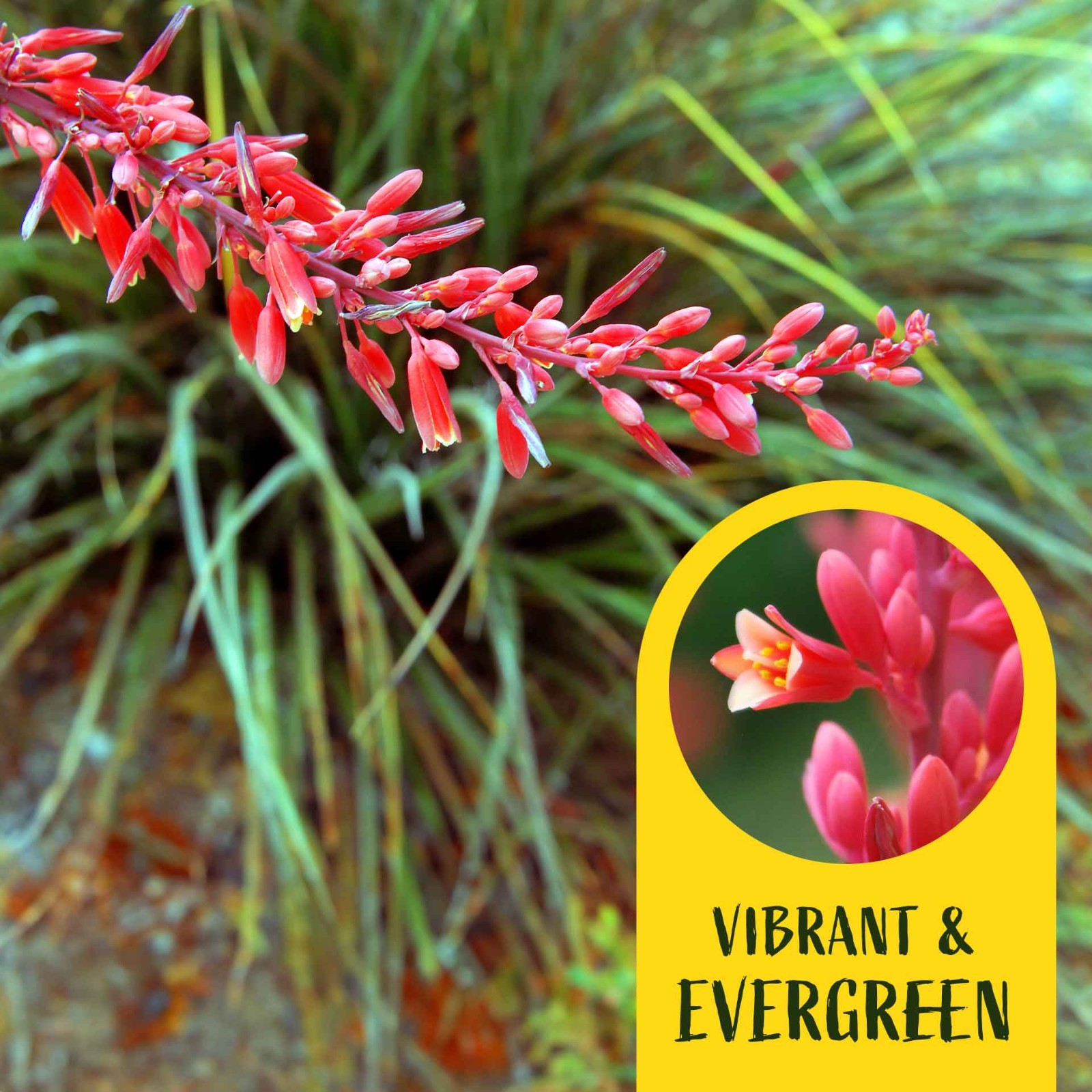 2 Hesperaloe Red Yucca Plants in 3.5″ Cube-Live Evergreen Succulent (parviflora)