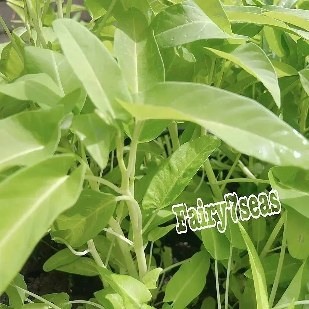 BIG Leaf White Stem Water Spinach Seeds,KongXinCai,ChingQuat,OngChoy,Vegetable