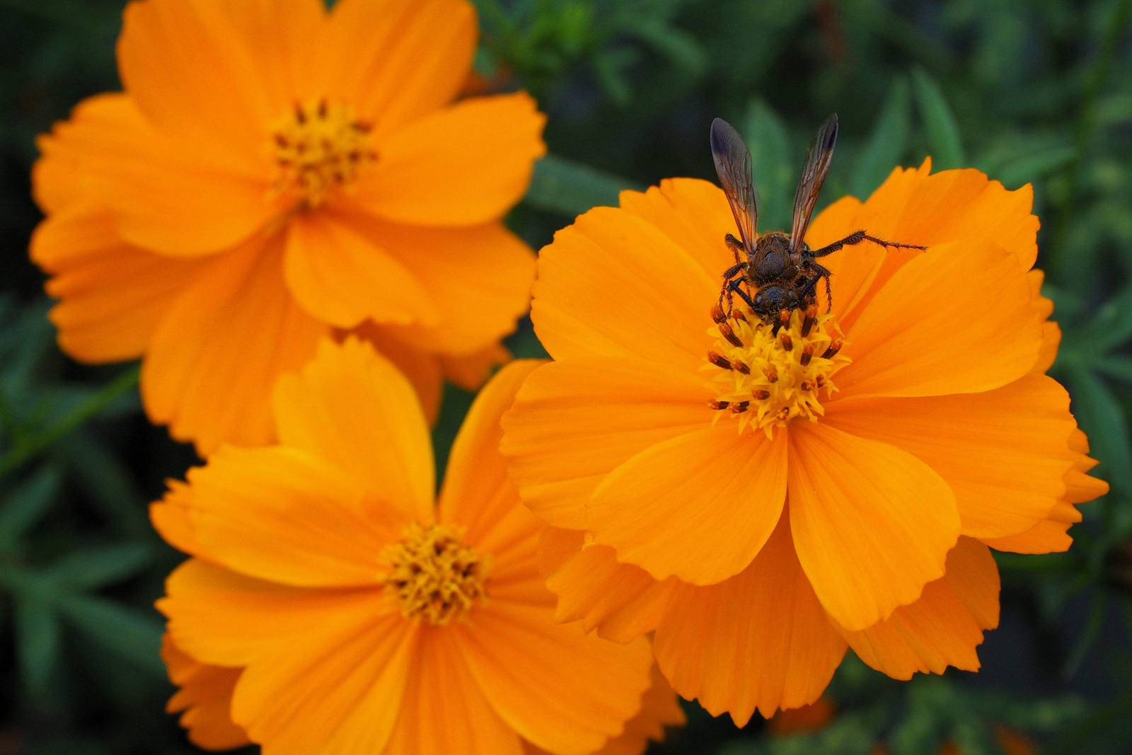 150 ORANGE SULPHUR COSMOS Klondike Sulphureus Seeds *Flat S/H