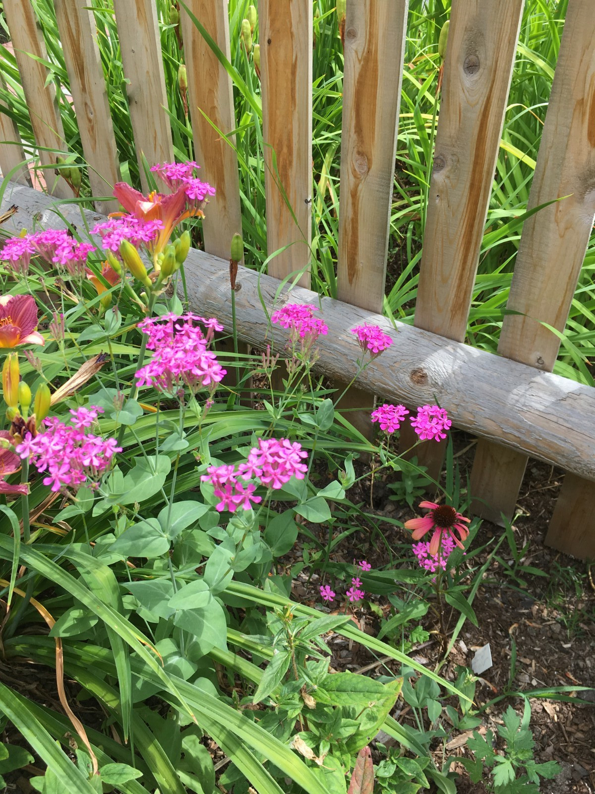 25 None so Pretty (Silene armeria) or Catchfly Seeds