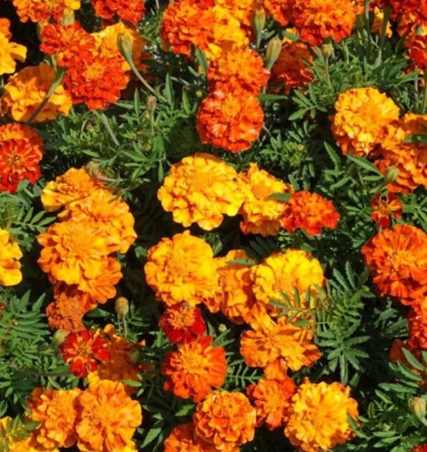 200+ Sparky French Marigold Seeds **Fresh Seeds* ~~Free Shipping~~