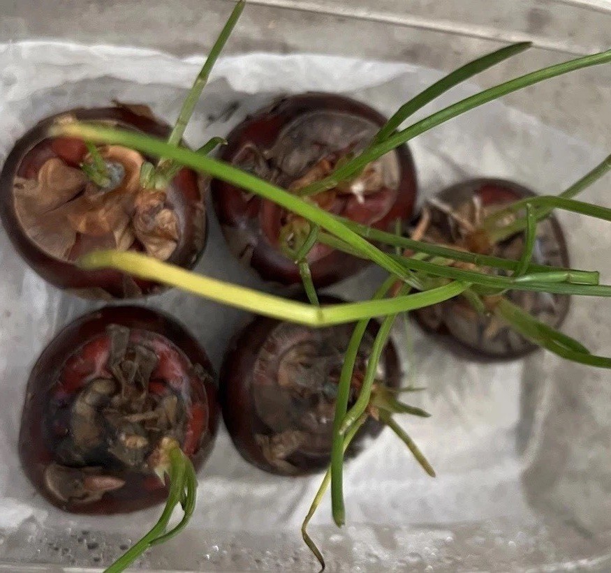 5 Sprouted Water Chestnut Bulbs Eleocharis Dulcis Ready to Plant