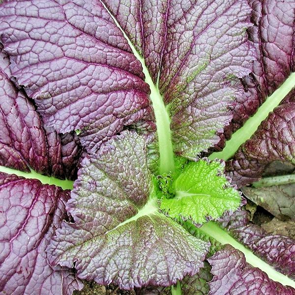 600+RED GIANT MUSTARD Seeds Organic Heirloom Greens Container Vegetable Garden
