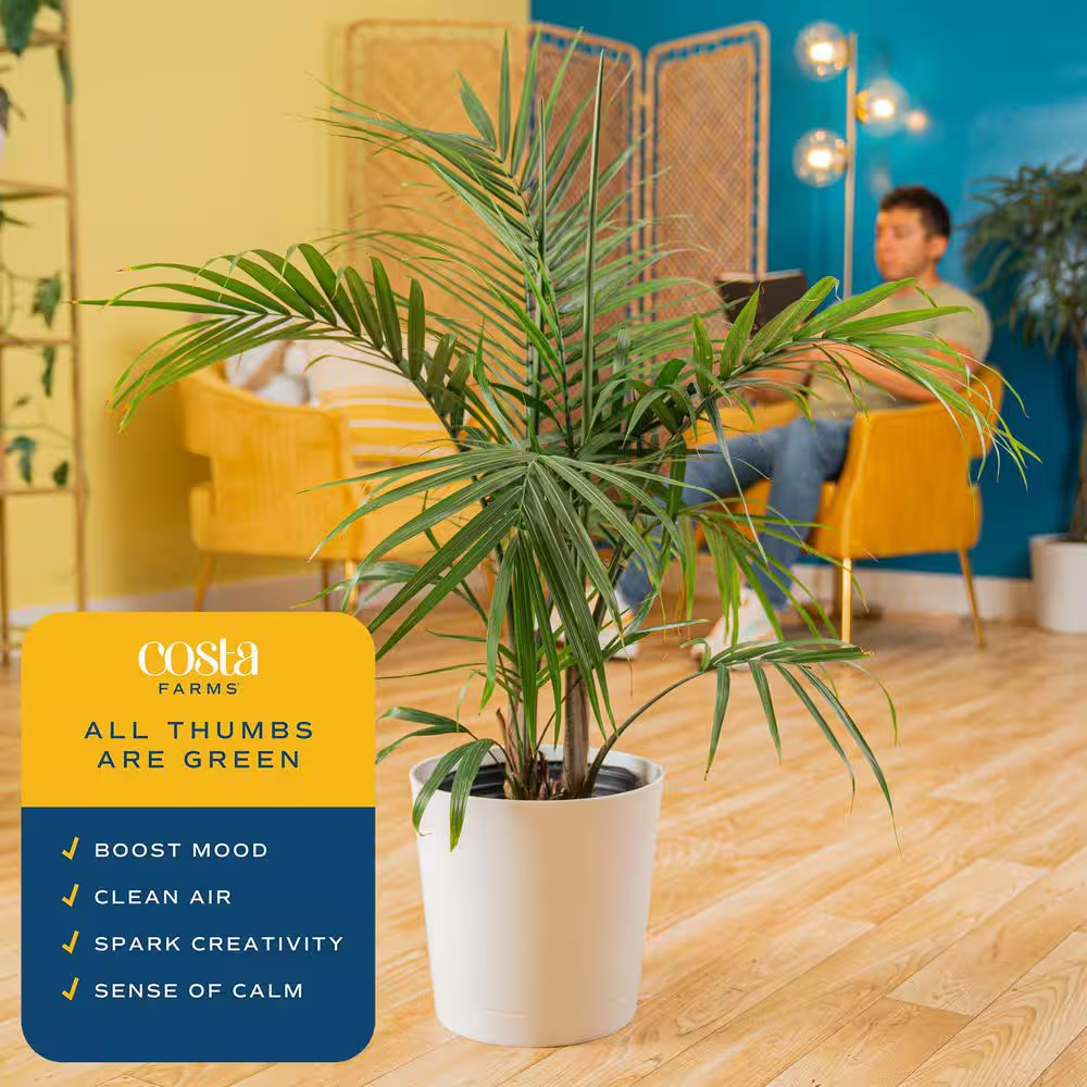 Majesty Palm Indoor Plant in 10 In. Decor Pot, Avg. Shipping Height 2-3 Ft. Tall