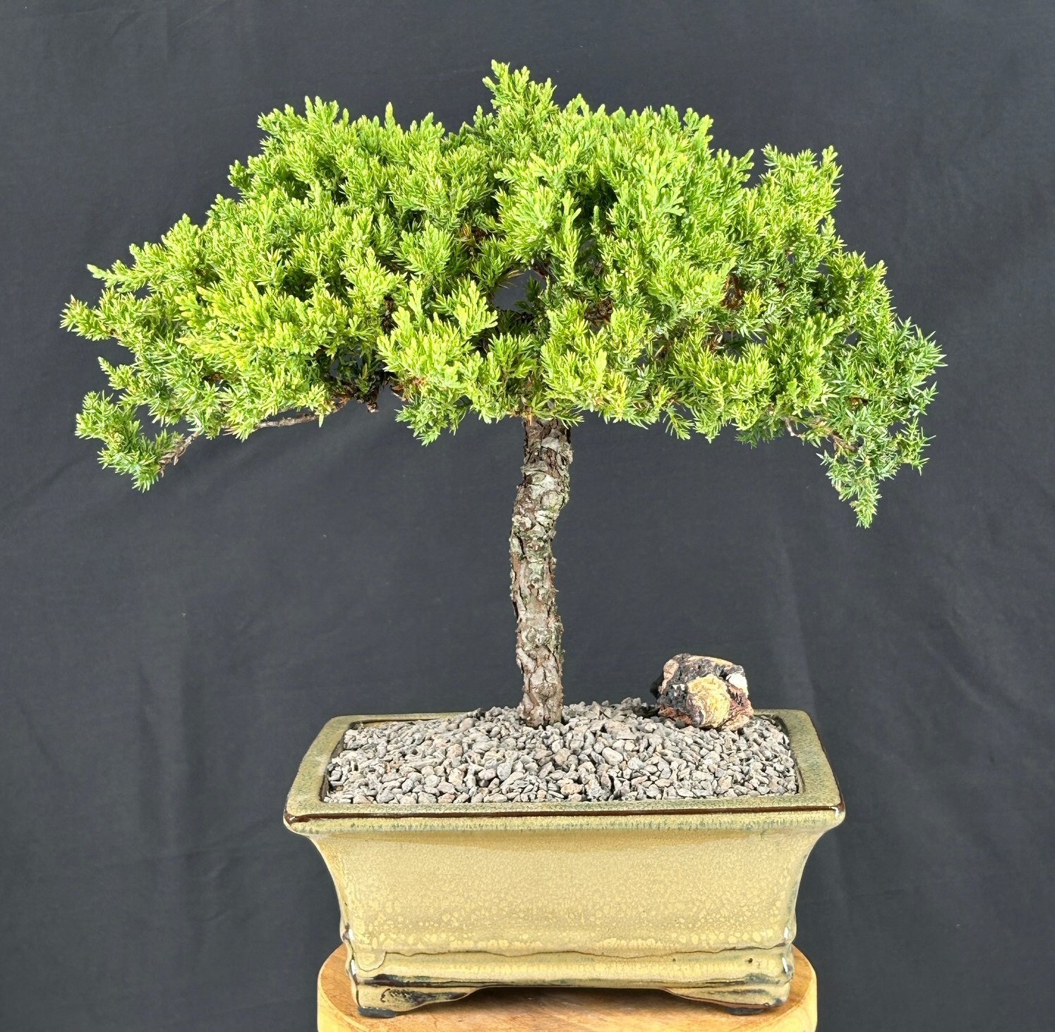Juniper Bonsai Tree 14″H In Beige Ceramic Pot Outdoor Evergreen Trained Bonsai