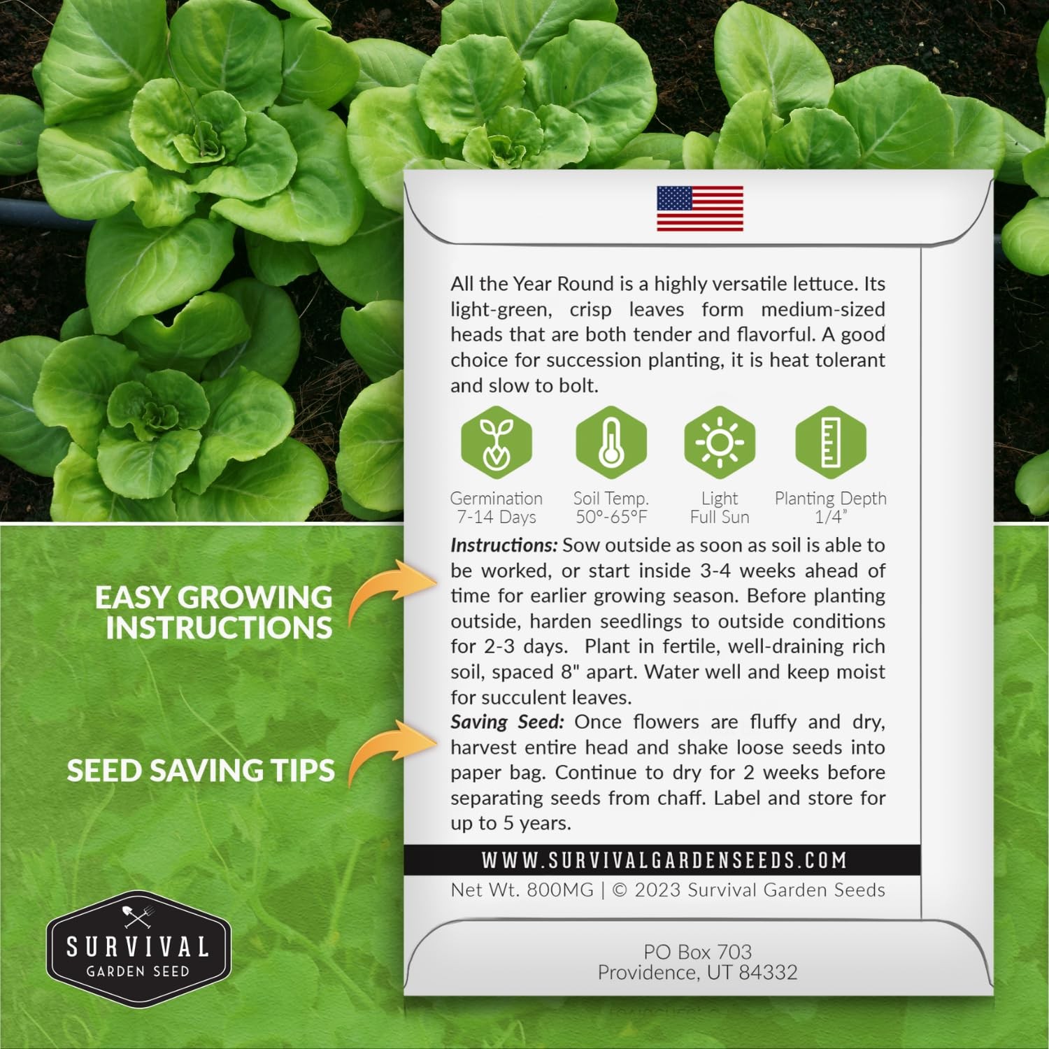 Year-Round Lettuce Seeds for Planting – Slow-Bolting Butterhead Variety (3