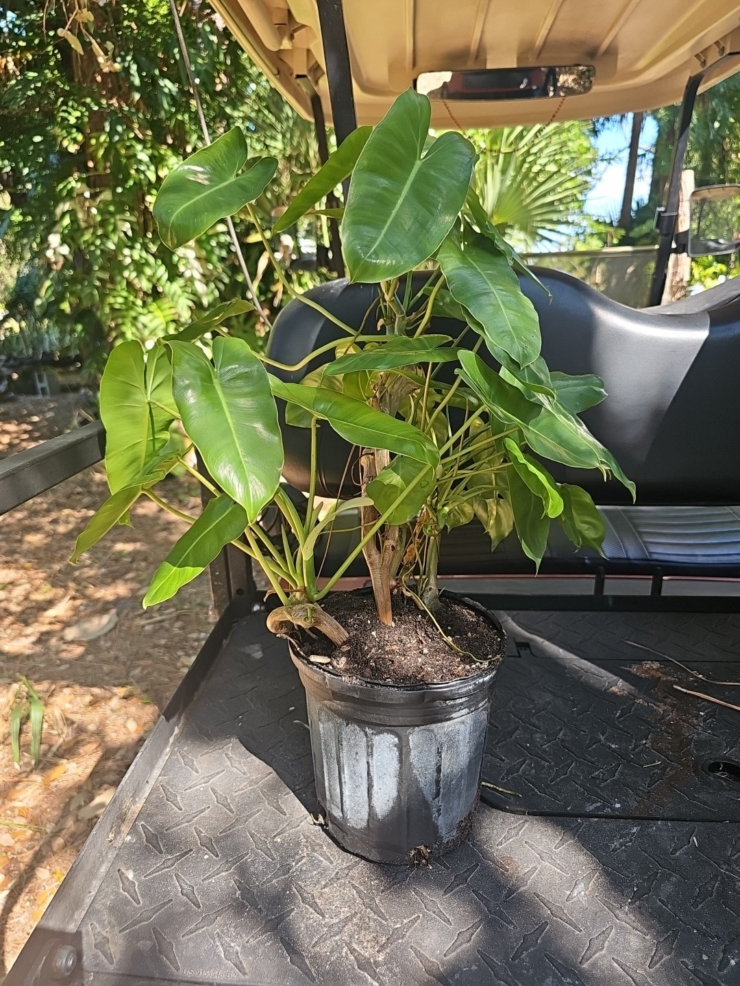 XL Philodendron Burle Marx Live Plant Green Leaf rooted multi grow