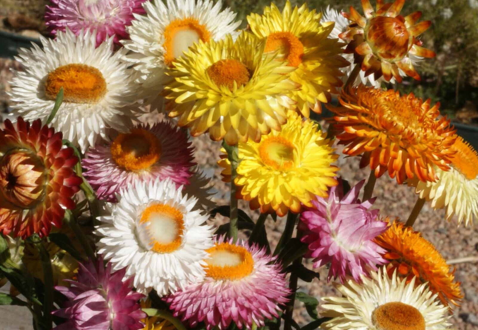 Strawflower Dwarf Flower Seeds, Mixed Colors, Helichrysum bracteatum, FREE SHIP