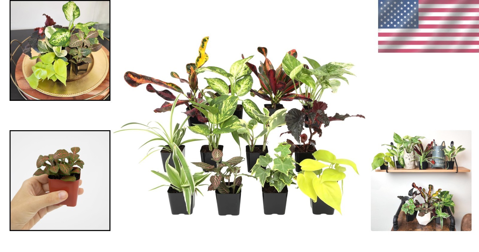 Mini Live Houseplants Variety Pack – Set of 12 Indoor Plants