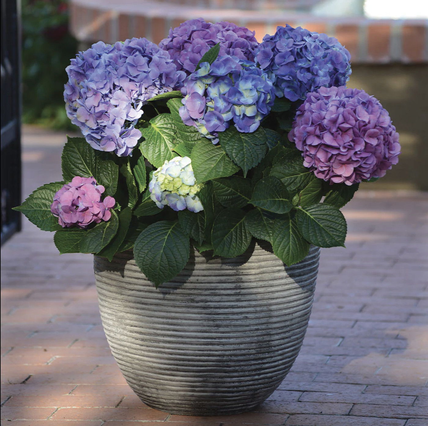 3 Gallon Bloomables L.A. Dreamin Hydrangea – Hydrangea ‘Lindsey Ann’