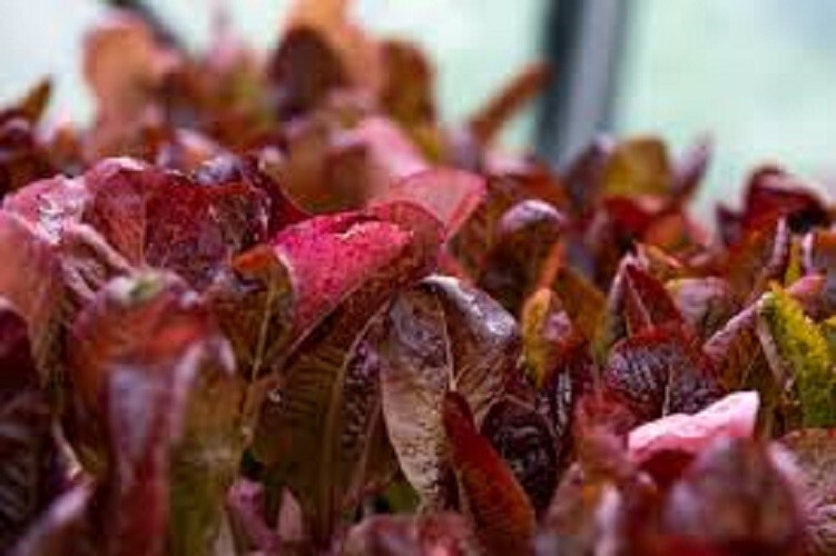 Premium Super Red Romaine Lettuce. Fresh Organic Heirloom Seed. Beautiful! Tasty