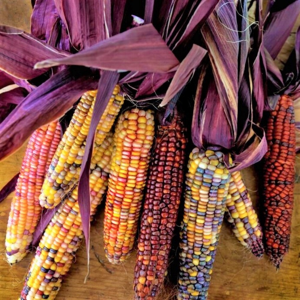 Seneca Red Stalker Ornamental Corn Seeds | Purple Red Husk Dent Indian Seed 2024