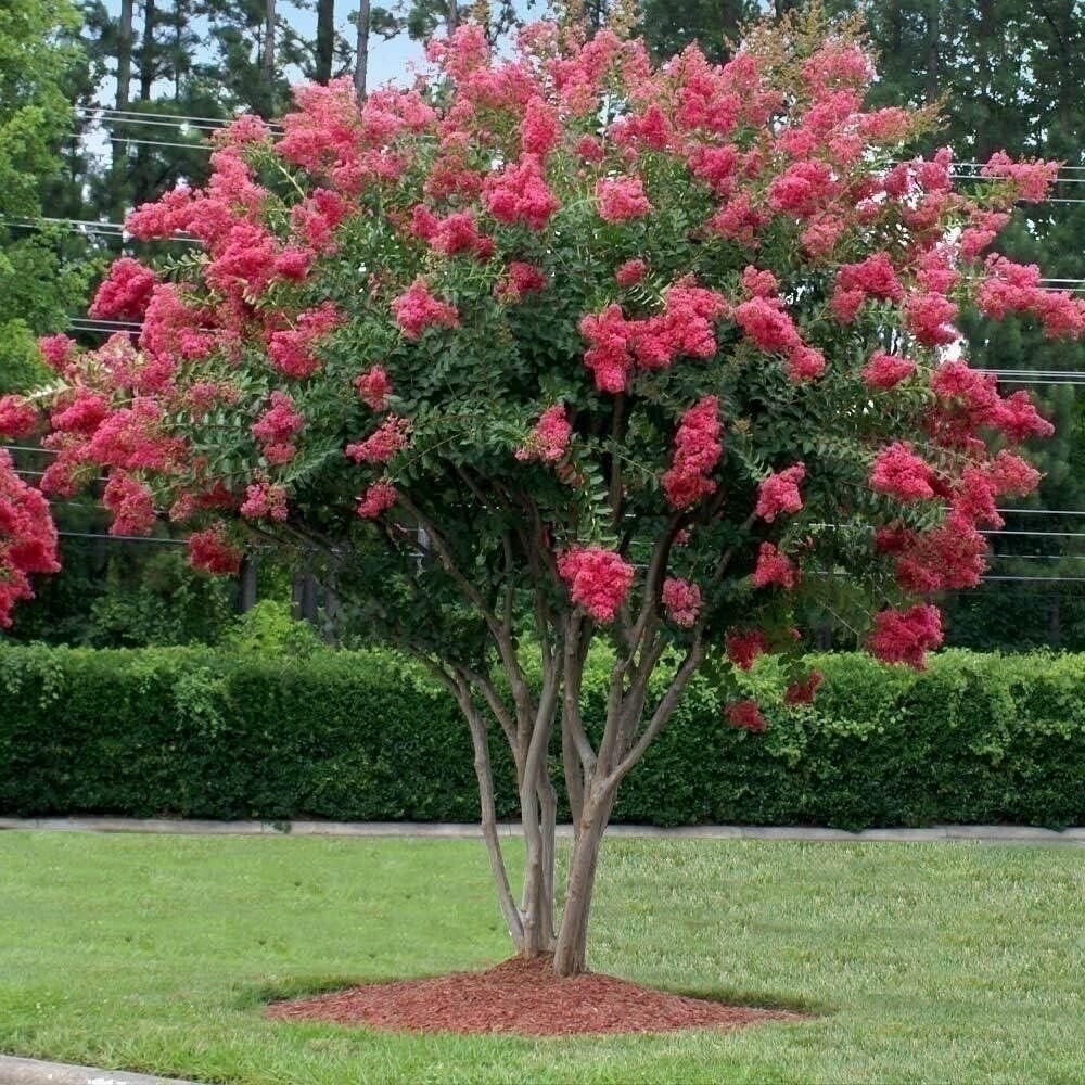 Crape Myrtle Tuscarora | 2 Inch | Lagerstroemia indica | Flowering Plant | Tree