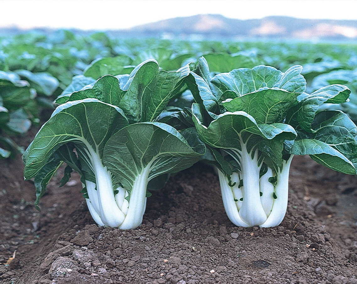 A+ 1000 CHINESE WHITE STEM PAK CHOI Bok Choy Chinese Cabbage Seeds Non-GMO USA